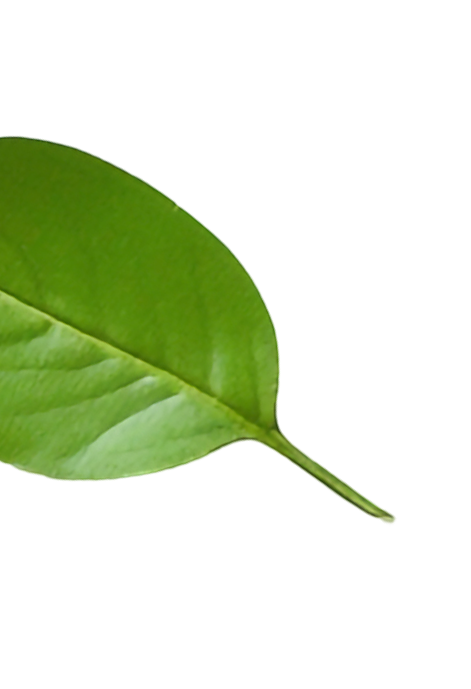 hoja